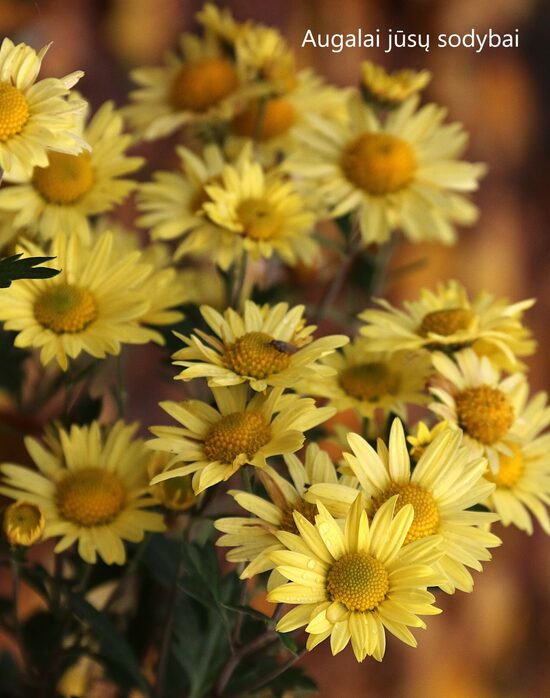 Chrizantema (Chrysanthemum) 'Early Yellow'